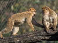 Berberaffen Jungtiere